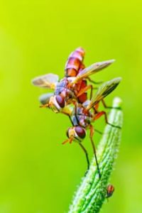 Gnats And Fruit Flies