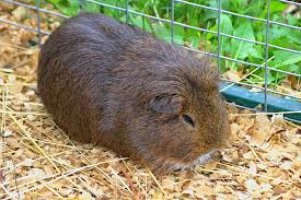 guinea pig in a cage