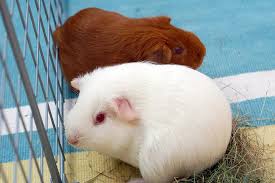 two guinea pigs in a cage