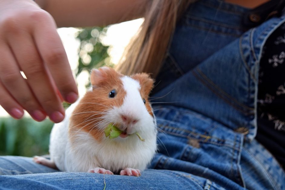 guinea pig owner