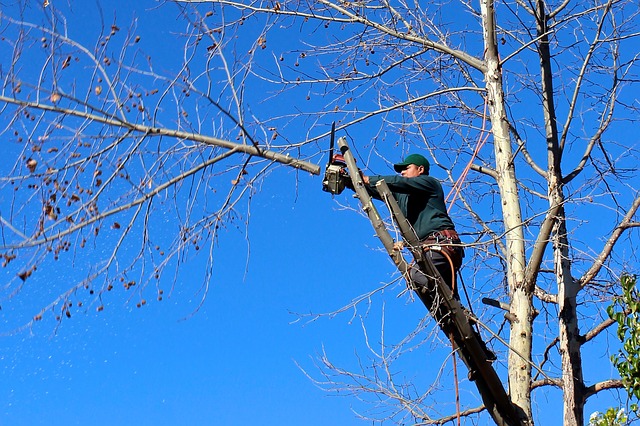 Topping a Tree